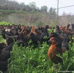 istanbul canli tavuk satis yerleri silivri canli tavuk satisi sile canli tavuk saticilari sektorgezgini com